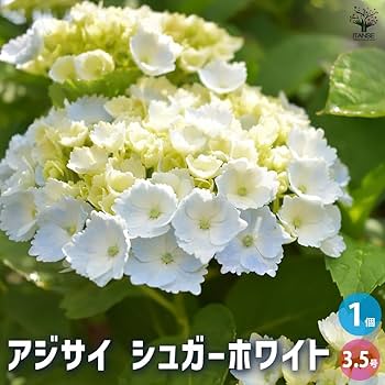 める 輸入アジサイ 苗 2種 輸入アジサイ 苗 - メルカリ